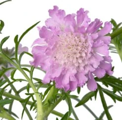 Duifkruid (Scabiosa Colombaria 'Pink Mist') D 17 H 30 Cm 5 Duifkruid (Scabiosa Colombaria 'Pink Mist') D 17 H 30 Cm -Tuin Planten Winkel 8717263076551 2