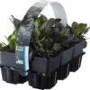 Zenegroen (Ajuga Reptans 'Atropurpurea') Sixpack D 9 H 10 Cm -Tuin Planten Winkel 8717263083108
