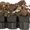 Purperklokje (Heuchera Micrantha 'Palace Purple') Sixpack D 9 H 15 Cm -Tuin Planten Winkel 8717263083115 3 1