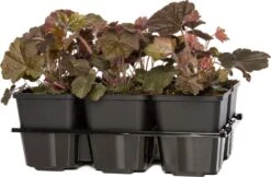 Purperklokje (Heuchera Micrantha 'Palace Purple') Sixpack D 9 H 15 Cm
