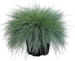 Blauwgras (Festuca Glauca 'Intense Blue') D 17 H 35 Cm