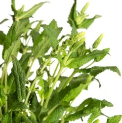 Siersalie (Salvia Nemorosa 'Schneehügel') D 17 H 20 Cm -Tuin Planten Winkel 8717263086468 2