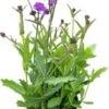 Ijzerhard (Verbena Rigida) D 17 H 40 Cm -Tuin Planten Winkel 8717263088066
