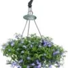 Lobelia In Hangpot (lobelia Erinus) D 23 H 40 Cm 1 Lobelia In Hangpot (lobelia Erinus) D 23 H 40 Cm -Tuin Planten Winkel 8717263090656 1