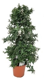 Klimmende Nachtschade Piramide (Solanum Jasminoides) D 19 H 70 Cm