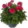 Ranonkel (Ranunculus) D 23 H 20 Cm 1 Ranonkel (Ranunculus) D 23 H 20 Cm -Tuin Planten Winkel 8717263097471