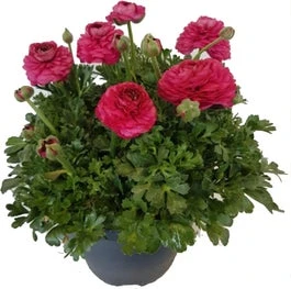 Ranonkel (Ranunculus) D 23 H 20 Cm 3 Ranonkel (Ranunculus) D 23 H 20 Cm