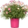 Struikmargriet (Argyranthemum Frutescens) Roze D 14 H 25 Cm 1 Struikmargriet (Argyranthemum Frutescens) Roze D 14 H 25 Cm -Tuin Planten Winkel 8717263144687