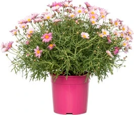 Struikmargriet (Argyranthemum Frutescens) Roze D 14 H 25 Cm 3 Struikmargriet (Argyranthemum Frutescens) Roze D 14 H 25 Cm