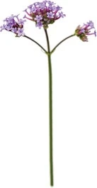 IJzerhard (Verbena Bonariensis) D 23 H 50 Cm 3 IJzerhard (Verbena Bonariensis) D 23 H 50 Cm