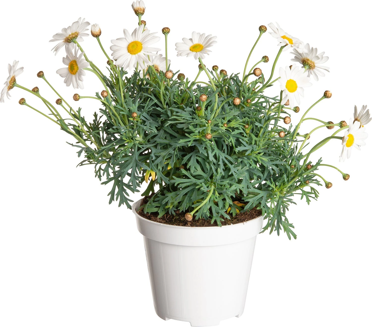 Struikmargriet (Argyranthemum Frutescens) Wit D 14 H 25 Cm 3 Struikmargriet (Argyranthemum Frutescens) Wit D 14 H 25 Cm