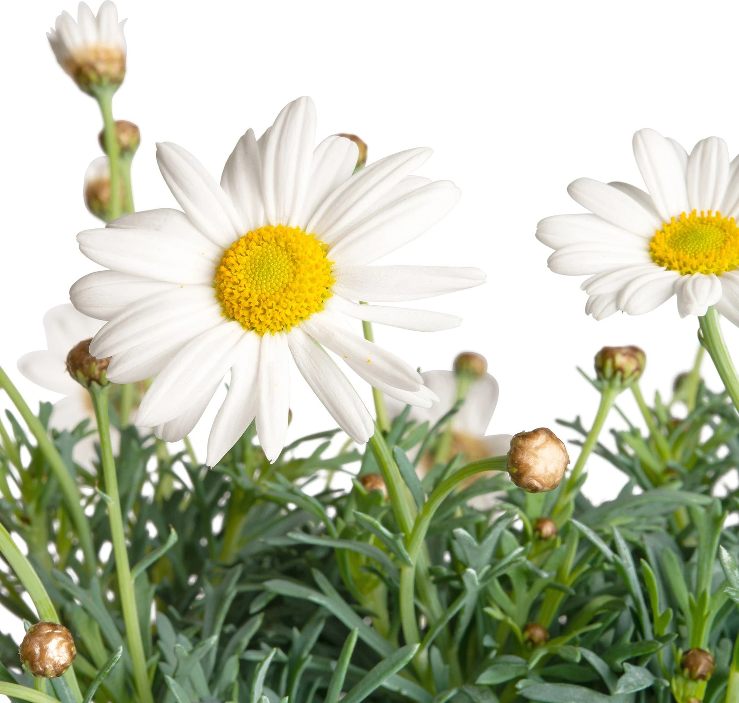 Struikmargriet (Argyranthemum Frutescens) Wit D 14 H 25 Cm 4 Struikmargriet (Argyranthemum Frutescens) Wit D 14 H 25 Cm - Afbeelding 2