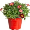Struikmargriet (Argyranthemum Frutescens) Rood D 14 H 25 Cm 2 Struikmargriet (Argyranthemum Frutescens) Rood D 14 H 25 Cm -Tuin Planten Winkel 8717263218265