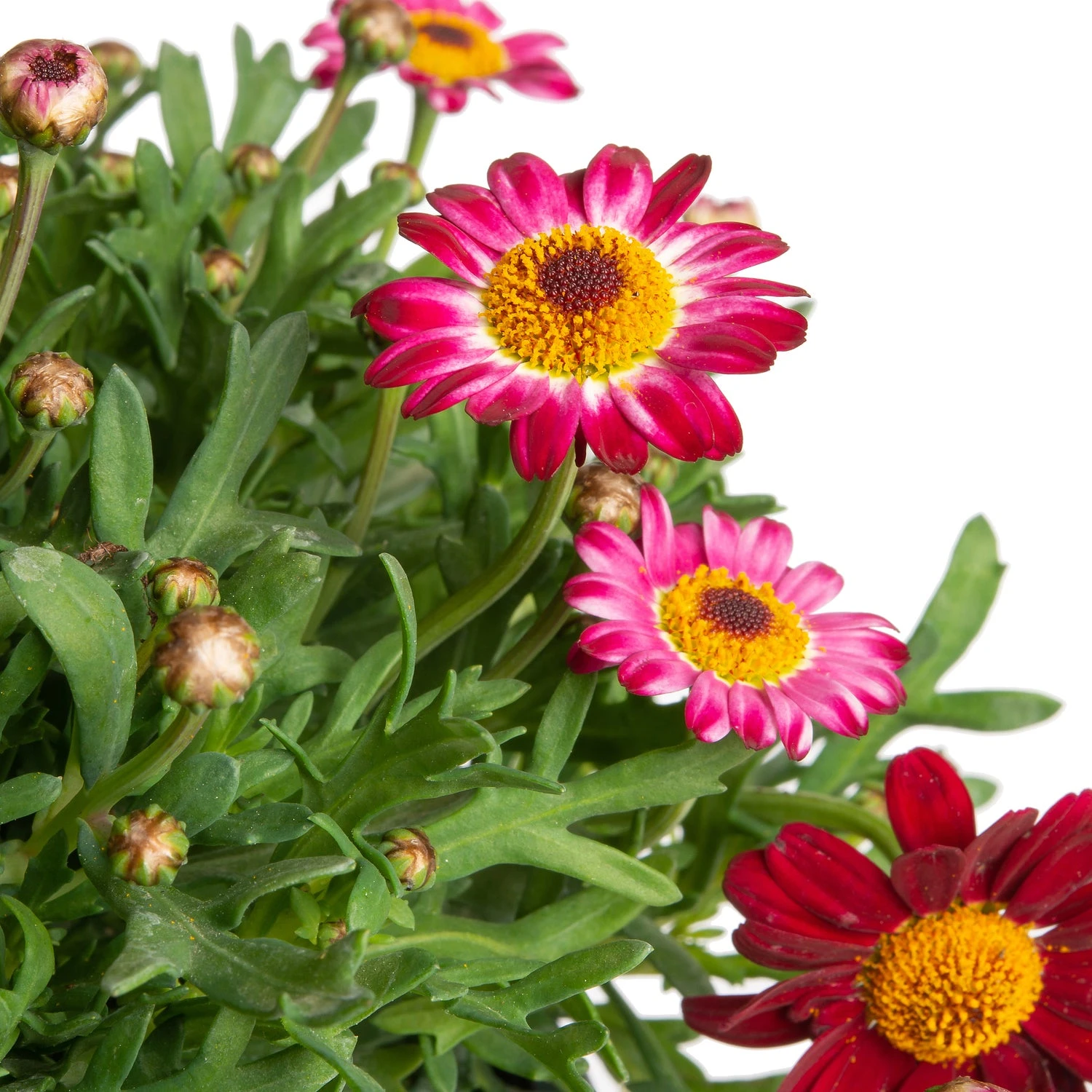 Struikmargriet (Argyranthemum Frutescens) Rood D 14 H 25 Cm 4 Struikmargriet (Argyranthemum Frutescens) Rood D 14 H 25 Cm - Afbeelding 2
