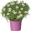 Struikmargriet (Argyranthemum Frutescens) D 18 H 50 Cm