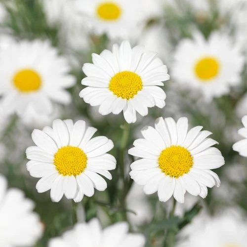 Struikmargriet (Argyranthemum Frutescens) D 18 H 50 Cm 4 Struikmargriet (Argyranthemum Frutescens) D 18 H 50 Cm - Afbeelding 2