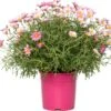 Struikmargriet (Argyranthemum Frutescens) Roze D 18 H 45 Cm -Tuin Planten Winkel 8717263218319