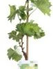 Biologische Pitloze Witte Druif (Vitis Vinifera Centennial Seedless') D 19 H 55 Cm -Tuin Planten Winkel 8717263228684 1