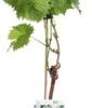 Biologische Blauwe Druif (Vitis Vinifera 'Mitschurinski') D 19 H 55 Cm -Tuin Planten Winkel 8717263228691 1
