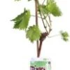 Blauwe Druif (Vitis Vinifera 'Regent') D 19 H 55 Cm 2 Blauwe Druif (Vitis Vinifera 'Regent') D 19 H 55 Cm -Tuin Planten Winkel 8717263228806 1