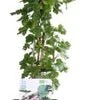 Intratuin Biologische Kruisbes (Ribes Uva Crispa 'Captivator') D 19 H 55 Cm 1 Intratuin Biologische Kruisbes (Ribes Uva Crispa 'Captivator') D 19 H 55 Cm -Tuin Planten Winkel 8717263228813