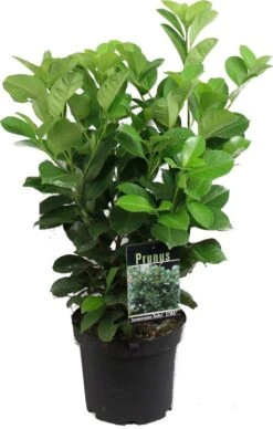 Laurierkers (Prunus Laurocerasus 'Rotundifolia') D 17 H 40 Cm