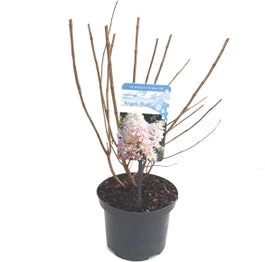 Pluimhortensia (Hydrangea Paniculata 'Angels Blush') D 17 H 30 Cm 3 Pluimhortensia (Hydrangea Paniculata 'Angels Blush') D 17 H 30 Cm