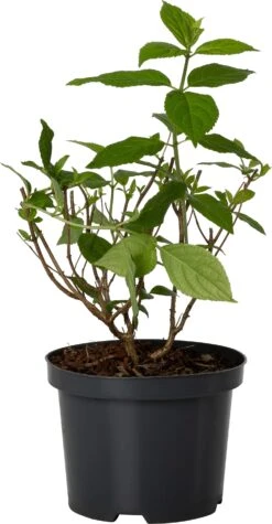 Pluimhortensia (Hydrangea Paniculata 'Silver Dollar') D 17 H 30 Cm