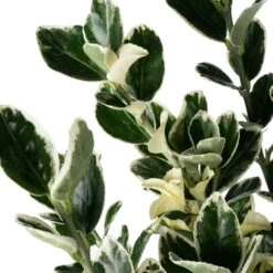 Japanse Kardinaalsmuts (Euonymus Japonica 'Kathy') D 17 H 45 Cm 5 Japanse Kardinaalsmuts (Euonymus Japonica 'Kathy') D 17 H 45 Cm -Tuin Planten Winkel 8717263279419 1