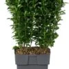 Japanse Kardinaalsmuts (Euonymus Japonica 'Green Spire') D 17 H 45 Cm -Tuin Planten Winkel 8717263279426 0 1