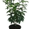 Portugese Laurier (Prunus Lusitanica 'Angustifolia') D 17 H 30 Cm -Tuin Planten Winkel 8717263279457 1