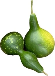 Fleskalebas (Cucurbita 'Lagenaria') D 15 Cm