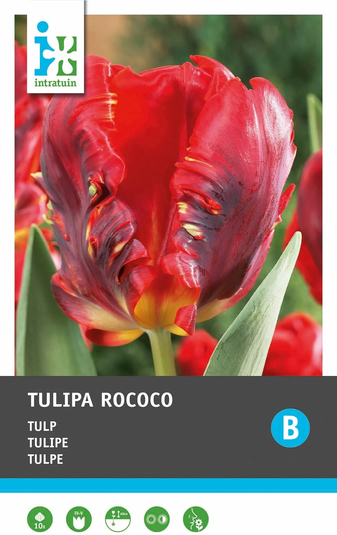 Intratuin Bloembollen Tulp (Tulipa 'Rococo') 10 Stuks 4 Intratuin Bloembollen Tulp (Tulipa 'Rococo') 10 Stuks - Afbeelding 2