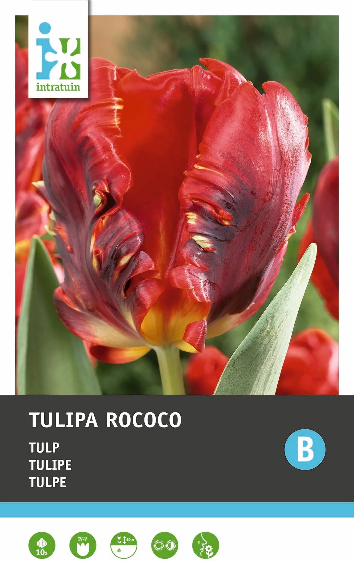 Intratuin Bloembollen Tulp (Tulipa 'Rococo') 10 Stuks 5 Intratuin Bloembollen Tulp (Tulipa 'Rococo') 10 Stuks - Afbeelding 3