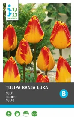 Intratuin Bloembollen Tulp (Tulipa 'Banja Luka') 10 Stuks 6 Intratuin Bloembollen Tulp (Tulipa 'Banja Luka') 10 Stuks -Tuin Planten Winkel 8717263341475 1 1