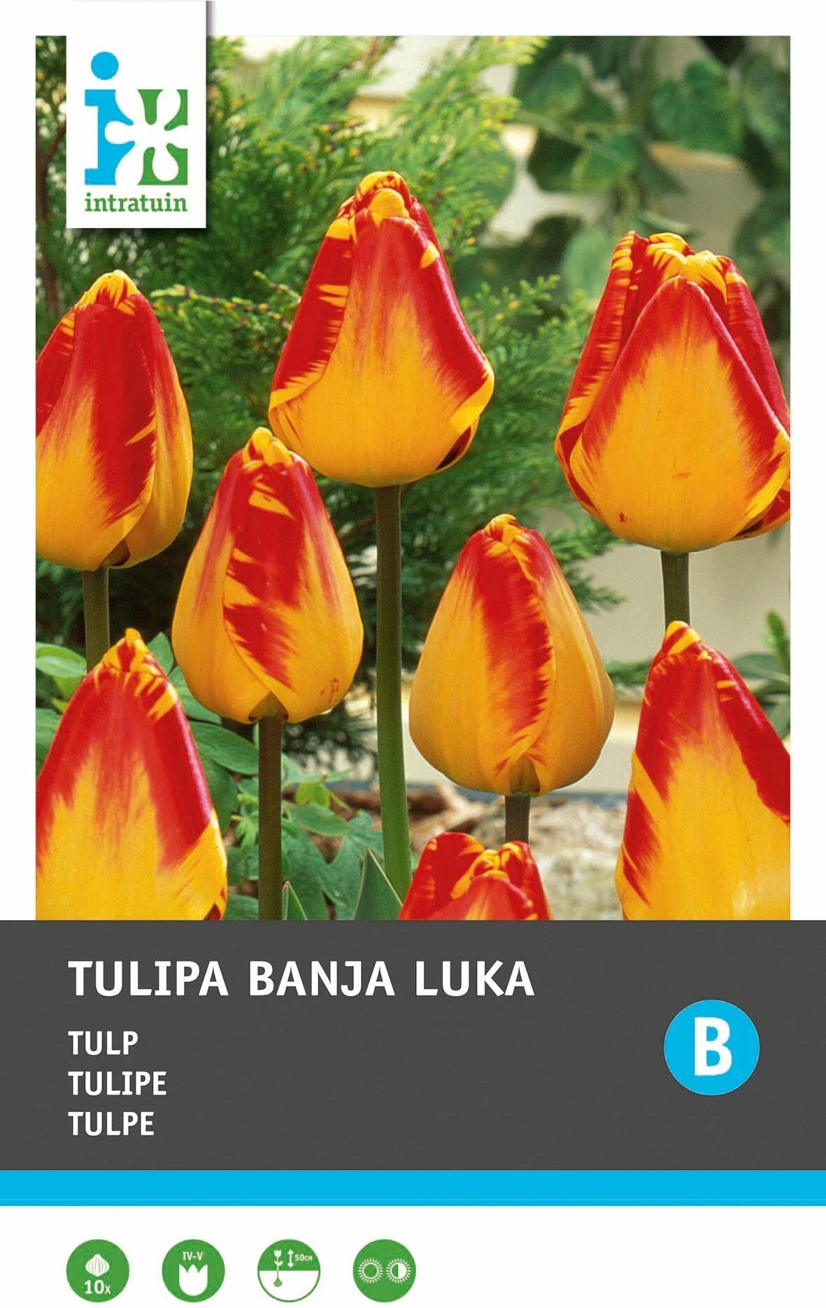 Intratuin Bloembollen Tulp (Tulipa 'Banja Luka') 10 Stuks 4 Intratuin Bloembollen Tulp (Tulipa 'Banja Luka') 10 Stuks - Afbeelding 2