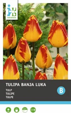 Intratuin Bloembollen Tulp (Tulipa 'Banja Luka') 10 Stuks 7 Intratuin Bloembollen Tulp (Tulipa 'Banja Luka') 10 Stuks -Tuin Planten Winkel 8717263341475 2 2