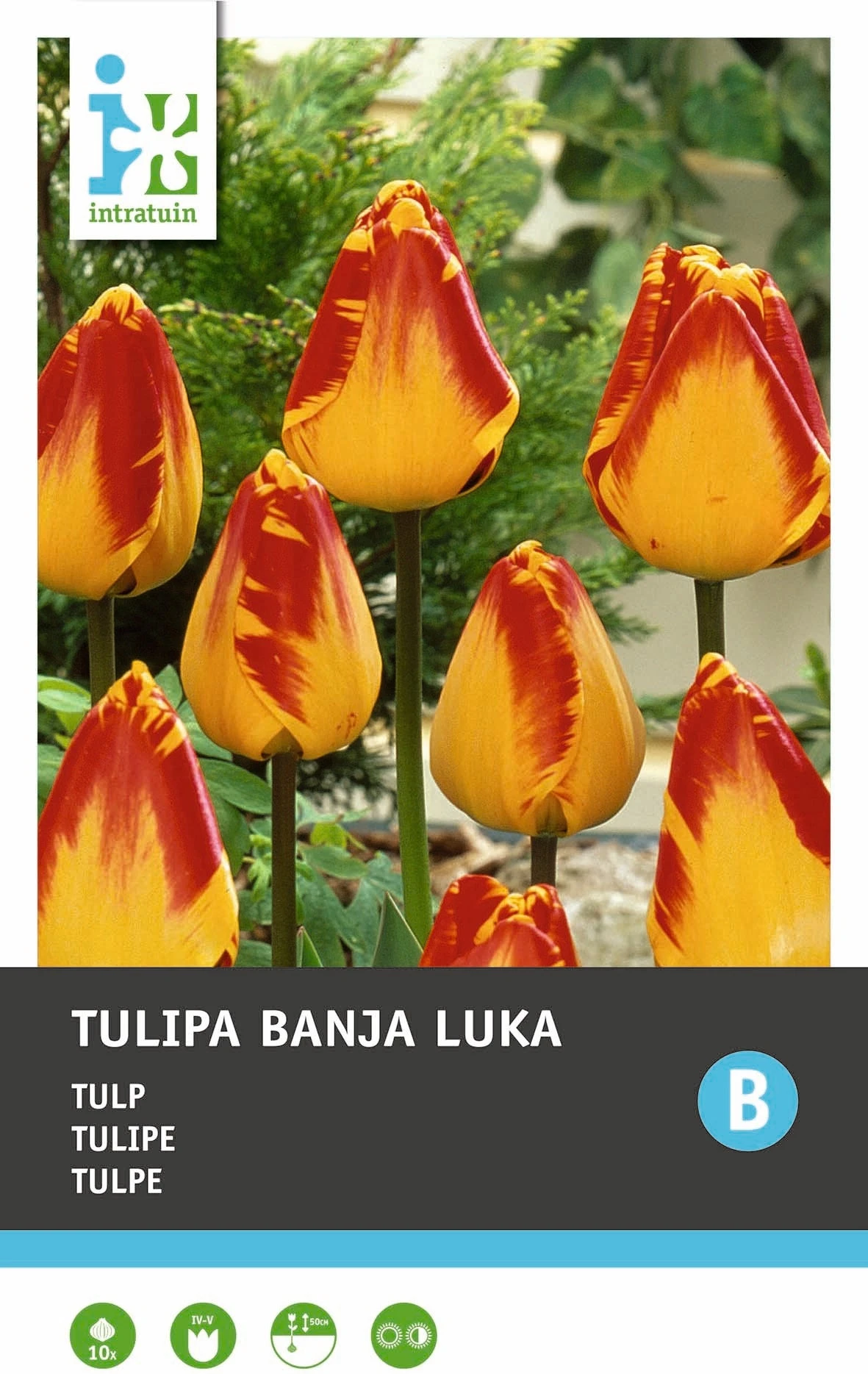Intratuin Bloembollen Tulp (Tulipa 'Banja Luka') 10 Stuks 5 Intratuin Bloembollen Tulp (Tulipa 'Banja Luka') 10 Stuks - Afbeelding 3