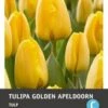 Intratuin Bloembollen Tulp (Tulipa 'Golden Apeldoorn') 10 Stuks -Tuin Planten Winkel 8717263341482 1 1