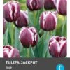 Intratuin Bloembollen Tulp (Tulipa 'Jackpot') 10 Stuks 2 Intratuin Bloembollen Tulp (Tulipa 'Jackpot') 10 Stuks -Tuin Planten Winkel 8717263341529 2 1