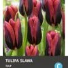 Intratuin Bloembollen Tulp (Tulipa 'Slawa') 10 Stuks -Tuin Planten Winkel 8717263341536 1 1