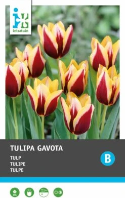 Intratuin Bloembollen Tulp (Tulipa 'Gavota') 10 Stuks -Tuin Planten Winkel 8717263341550 1 1