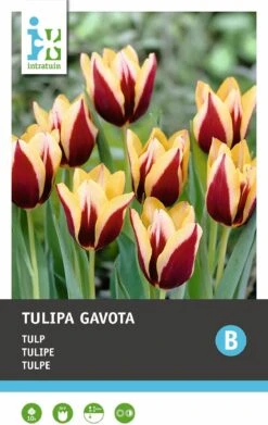 Intratuin Bloembollen Tulp (Tulipa 'Gavota') 10 Stuks -Tuin Planten Winkel 8717263341550 2 2