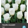 Intratuin Bloembollen Tulp (Tulipa 'Calgary') 10 Stuks -Tuin Planten Winkel 8717263341574 1 1