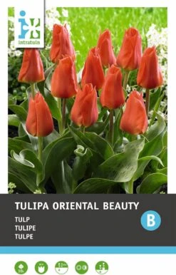 Intratuin Bloembollen Tulp (Tulipa 'Oriental Beauty') 10 Stuks -Tuin Planten Winkel 8717263341604 3 1