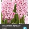 Intratuin Bloembollen Hyacint (Hyacinthus 'Fondant') 5 Stuks -Tuin Planten Winkel 8717263341680 1 1