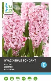 Intratuin Bloembollen Hyacint (Hyacinthus 'Fondant') 5 Stuks