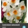 Intratuin Bloembollen Narcis (Narcissus 'Geranium') 5 Stuks -Tuin Planten Winkel 8717263341789 1 1
