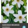 Intratuin Bloembollen Narcis (Narcissus 'Recurvus') 5 Stuks -Tuin Planten Winkel 8717263341796 1 1