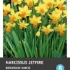 Intratuin Bloembollen Narcis (Narcissus 'Jetfire') 10 Stuks 2 Intratuin Bloembollen Narcis (Narcissus 'Jetfire') 10 Stuks -Tuin Planten Winkel 8717263341864 1 1